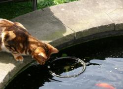 klep ijs eetbaar Katten vis voeren omdat ze het graag eten