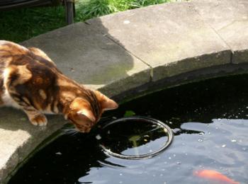 vervorming Echt niet plek Katten vis voeren omdat ze het graag eten