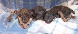 Gewicht van pasgeboren kitten
